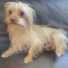 Peanut - Yorkshire Terrier
