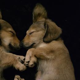 Brittanys and Dachshunds from Mayder Falk Dachshunds & Brittanys of Township Line