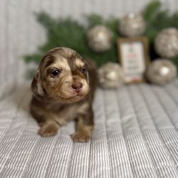 Emberly - Chocolate and cream female Dachshund puppy in Fort Gibson, Oklahoma from Cooper’s Dachshunds