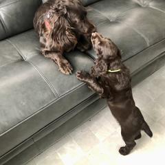 Boykin Spaniel Puppies from Bayhill Boykins