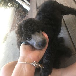 Poodle Puppies from Myka and Lisa’s Coast to Coast Poodles