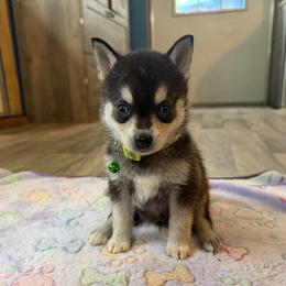 Sparky - Black and white male Alaskan Klee Kai puppy in Beverly Hills, Florida from Lucky Charm Klee Kai
