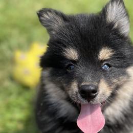 Pomeranian and Pomsky Puppies from Stacey Venable