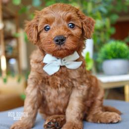 Brooks - Red  male Goldendoodle puppy in Salado, Texas from Red Ranch Dogs