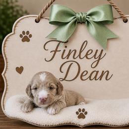 Finley Dean - Cream male Goldendoodle puppy in Valdosta, Georgia from Designer Doodles of South GA