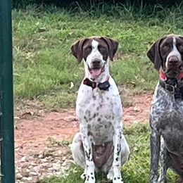 Lady - German Shorthaired Pointer
