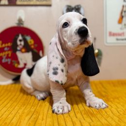 Bravo - Black and white male Basset Hound puppy in Pilot Mtn, North Carolina from Lowdown Love Basset Hounds