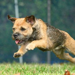Border Terriers and Jack Russell Terriers from Cedar Run Border terriers