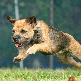 Border Terriers and Jack Russell Terriers from Cedar Run Border terriers