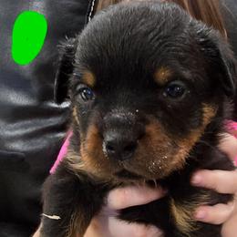 Boy 3 - Black and mahogany male Rottweiler puppy in San Antonio, Texas from HAUS OF RZA