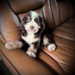 Bear - Brown male Bernedoodle puppy in Danielsville, Georgia from Meg's Doodles and Poodles