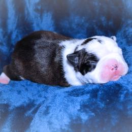 Baby Boy 5 - Black brindle and white male Boston Terrier puppy in Kingsport, Tennessee from Sleepwalker Bostons