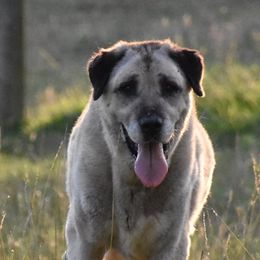 Anatolian Shepherd Dogs from Birinci Anatolians