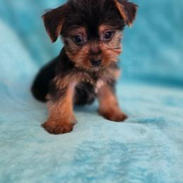 Boy 3 - Black and tan male Yorkshire Terrier puppy in Aiken, South Carolina from Sio's Yorkies