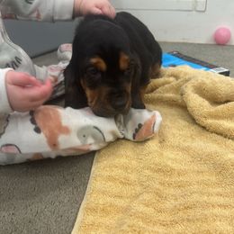 Basset Hound Puppies from Iron Sentry Farms