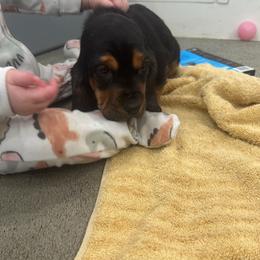 Basset Hound Puppies from Iron Sentry Farms