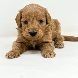 Stitch - Apricot male Goldendoodle puppy in Davison, Michigan from Dreaming Doodles