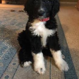 Goldendoodle, Golden Retriever, and Sheepadoodle Puppies from Guppy Puppies