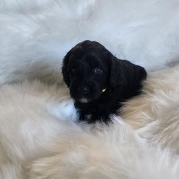 Mr Gold - Black male Goldendoodle puppy in Cumming, Georgia from Chattahoochee Kennels