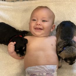 Miniature Schnauzer Puppies from Black Gold Miniature Schnauzers