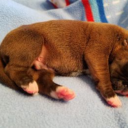 Boxer Puppies from Winchester Boxers