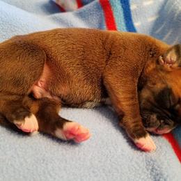 Boxer Puppies from Winchester Boxers
