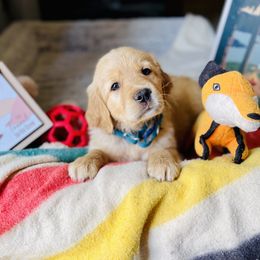 Golden Retriever Puppies from TaylerMade Goldens