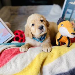 Golden Retriever Puppies from TaylerMade Goldens