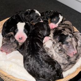 Bernedoodle puppies from Ruthy's Bernedoodles