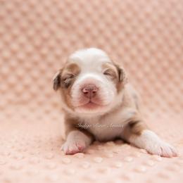 Lennon - Red merle male Miniature Australian Shepherd puppy in Lacombe, Louisiana from Indigo River Aussies