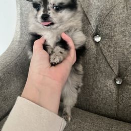 Pomeranian Puppies from Abq Poms