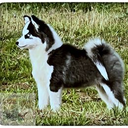 Pomsky Puppies from Foxfire Arctic Spitz