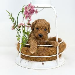 STAR - Red  female Goldendoodle puppy in Davison, Michigan from Dreaming Doodles