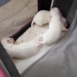 Baby boy 1 - White male Maltese puppy in Albuquerque, New Mexico from SugarBellsMaltese