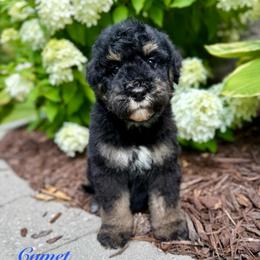 Comet - Phantom male Bernedoodle puppy in Midland, Michigan from Northern Charm Farm