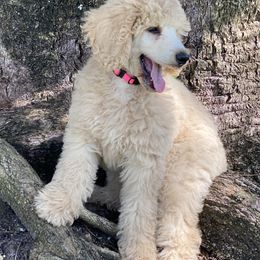 Golden Retrievers, Poodles, and Shih Tzus from Platinum Paws Golden Retrievers