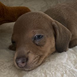 Dachshund Puppies from Bella’s Puppies