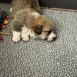 Plain - Red male Pembroke Welsh Corgi puppy in Gaston, Oregon from Timberside