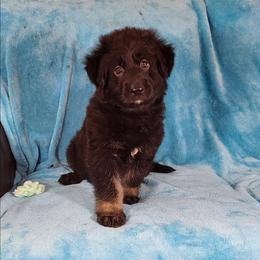Teal color Collar - Bi-color female German Shepherd puppy in Louisville, Ohio from Crooked River German Shepherds