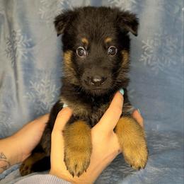 Green color - Bi-color female German Shepherd puppy in Marion, Ohio from Legacy K9’s