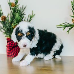 Mistletoe - Tri-color female Bernedoodle puppy in Spanish Fork, Utah from K Brand Doodles