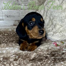 Bo - Dachshund puppy from Holder’s Doxie Farm