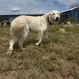 Cindy Lou - White female Colorado Mountain Dog puppy in Colorado Springs, Colorado from Sharp Guardians and Goldens