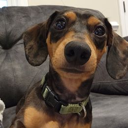 Braht - Dachshund