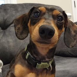 Braht - Dachshund