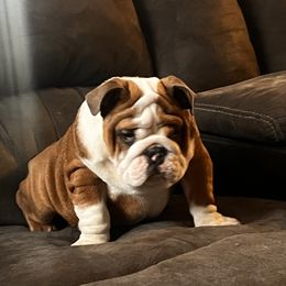 Maple - Fawn Bulldog puppy in Alexandria, Virginia from Stacey D’s Bulldogs
