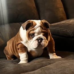 Maple - Fawn Bulldog puppy in Alexandria, Virginia from Stacey D’s Bulldogs