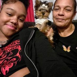 Yorkshire Terrier Puppies from Wendy's Yorkies