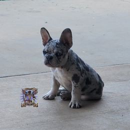Boston Terrier and French Bulldog Puppies from Freedom Bostons