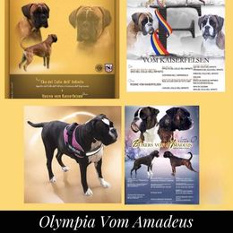 Boxer Puppies from Von Di Ludus